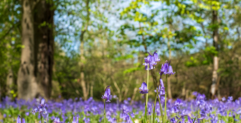 Obraz premium Wild bluebells in woodland, photographed at Pear Wood next to Stanmore Country Park in Stanmore, Middlesex, UK