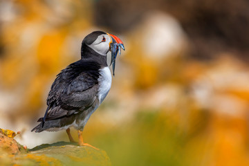 Atlantic Puffin - Fratercula arctica, also known as the common puffin, is a species of seabird in the auk family. his puffin has a black crown and back, pale grey cheek patches and white underparts.