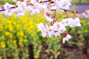 桜と菜の花