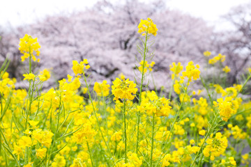 桜と菜の花