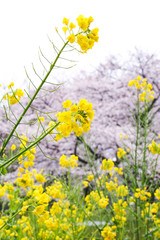 桜と菜の花