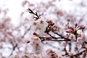 桜