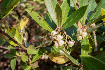 Bell-shaped white flowers on the leaves of the tree, whose Latin name is Arbutus ericaceae. The bee on it is feeding.