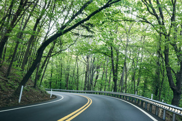 Fototapeta premium Spring Foliage