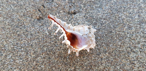 Shell in the beach sand 