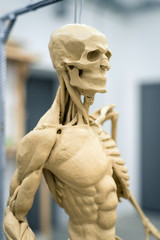 sculpture of the human skeleton with muscles on a blurred background. Vertical frame
