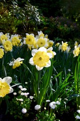 Obraz premium daffodils in spring