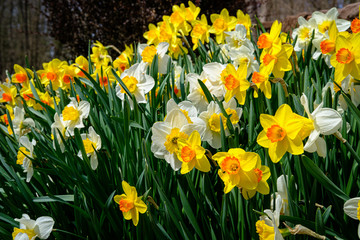 Obraz premium Planted in the fall, these daffodils are blooming in early spring. They are white and yellow in color