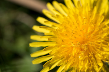 Inflorescence of field dandelions with visible stamens and pollen