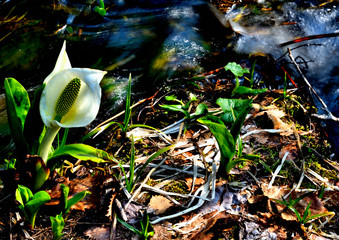 高原の水辺に咲く白い水芭蕉の花が満開