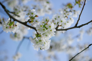 kwitnące drzewo wiosną białe © Michał.S-FOTO