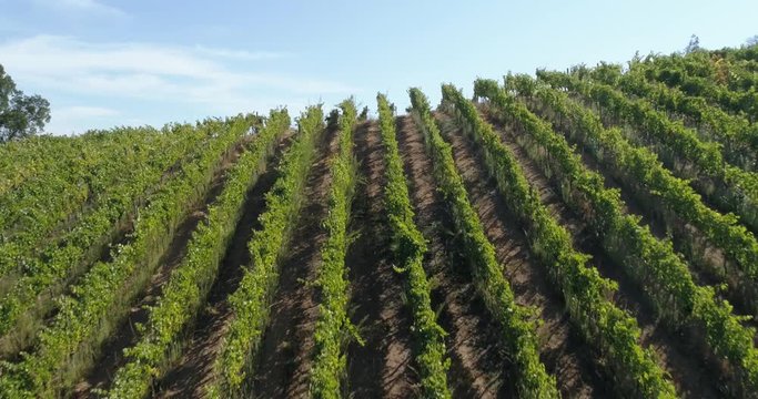 Aerial landscape over fields of vineyards grape with designation of origin. Grape plantation cutie wine lines perfect production winery wine blanc cabernet sauvignon merlot. Chile. 4K