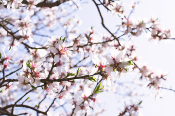 View of a flowering apricot branch on a sunny day against a blue sky. Plant concept, landscape, background.