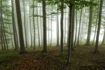 Green forest in a mysterious fog