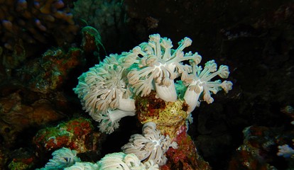 Coral reef ecosystem