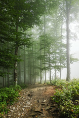 Green forest in a mysterious fog