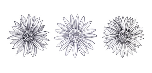 Set of daisy flowers hand drawn with a simple pencil. Botanical sketch.  Isolated on white background