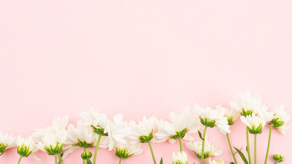 Obraz na płótnie Canvas White daisy flower with pink copy space