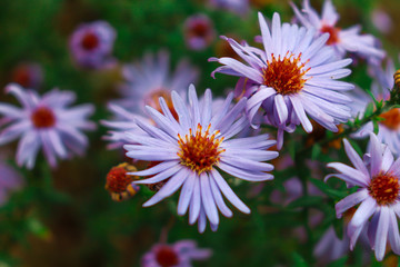 spring daisy flowers of delicate beautiful color, a lawn with flowers