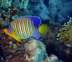 Fototapeta na wymiar Coral reef ecosystem