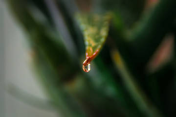 water drop on a leaf