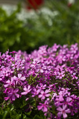 Plants in the home garden