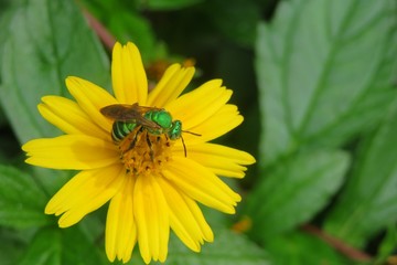 Agapostemon green bee on yellow flower