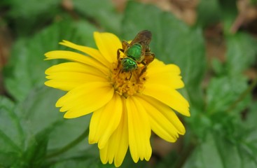 Agapostemon green bee on yellow flower in Florida nature