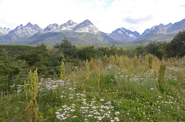 alpine meadow with wildflowers