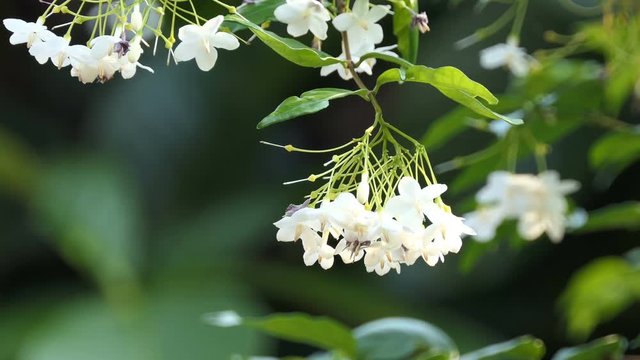 Wrightia religiosa Benth small white flowers are very fragrant. Were taken with natural light