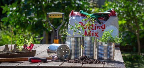 Vegetable seedlings being potted in reuse tin cans outside on garden bench, in sunny garden...