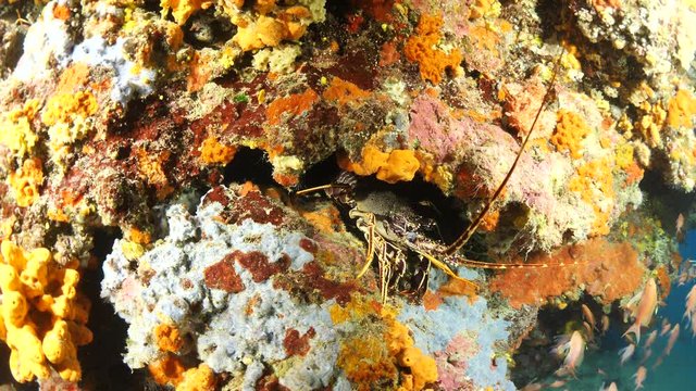 spiny lobster Palinurus elephas underwater hiding in rocks