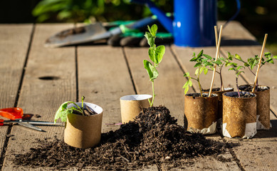 Empty toilet paper roll recycled as a seedling planter, vegetable seedlings being potted into cardboard toilet paper rolls outside on garden bench, in sunny garden background. Save money and recycle
