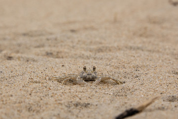 Sand Crab Covered in Sand on a Beach at Corolla, North Carolina 
