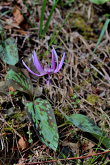岡山県北のカタクリの花が咲く春の時