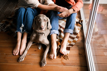 A beautiful dog lies on the floor at the feet of the owner
