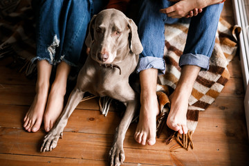 A beautiful dog lies on the floor at the feet of the owner