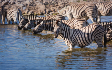 Fototapeta na wymiar zebras at a desert waterhole