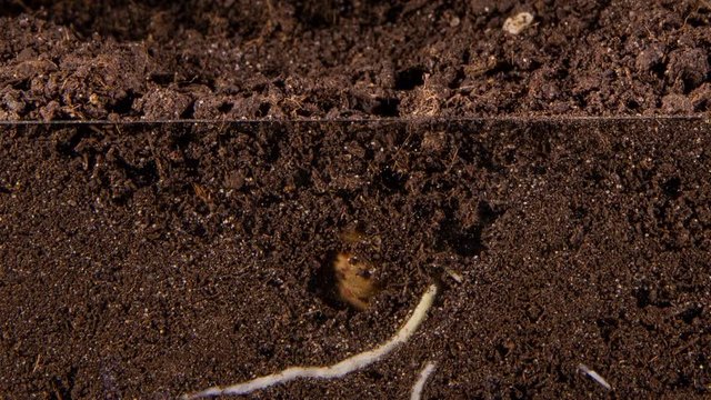 From the seed of a bean, a bean sprout grows, the movement of the roots underground, the sprout spreads its leaves, time laps. Macro-timing video of a legume seed growing from the ground in the soil,