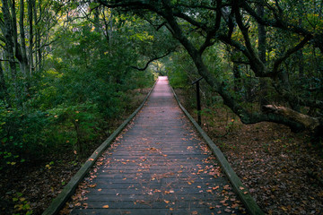 A Wooden Foot Path Stretching Through a Forest, Covered with Leaves While Tree Branches Lean Over Head