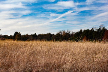 wheat field and blue sky