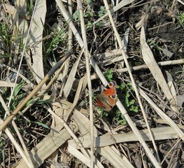 butterfly on the grass