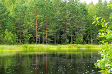 Obraz premium pond in the forest