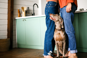 A beautiful dog stands between the owners