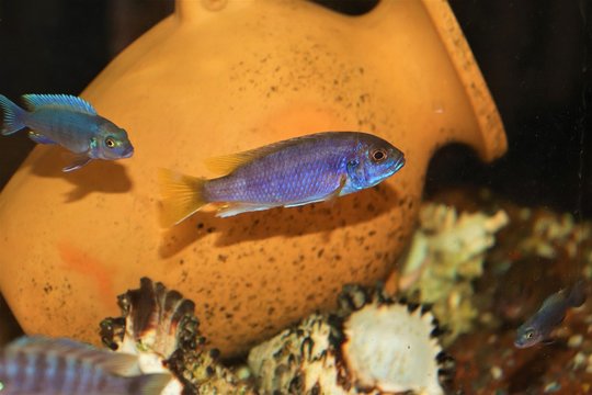 Ciclido Acei