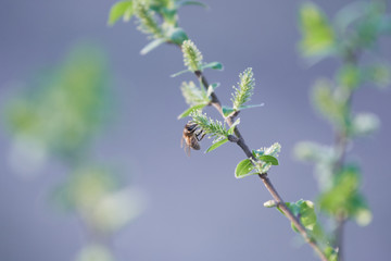 A European honey bee (Apis mellifera) harvesting pollen from a white willow tree (Salix alba) by a beautiful spring day.
