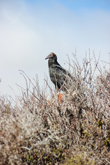 Ave acercamiendo en naturaleza 