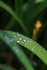 Large beautiful drops of clear rainwater on a green macro-sheet. Dewdrops close-up. Beautiful texture of the leaves in nature. Natural background. Soft focus