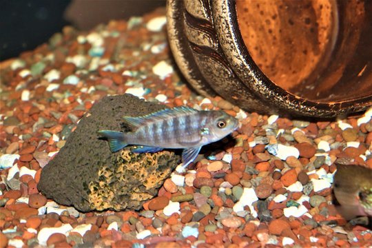 Cylanotilapia Afra