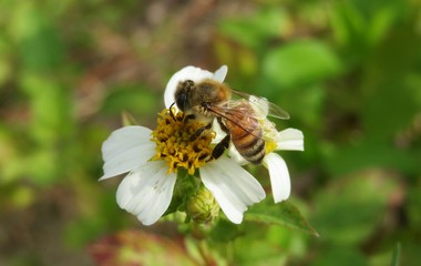 Bee on white wildflowers in Florida nature, closeup 